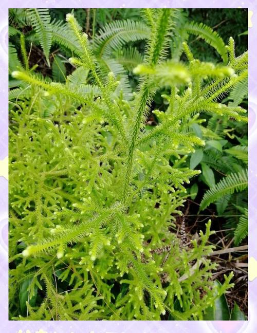 可以治风湿性关节的草