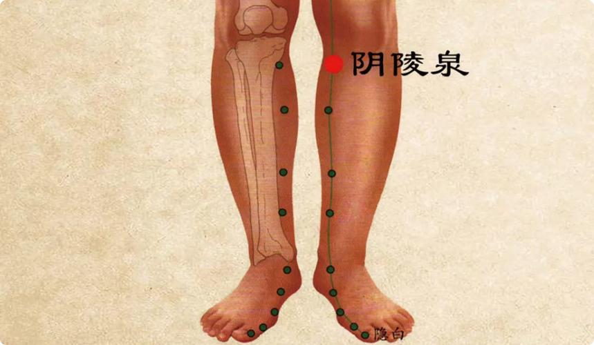 腿上的穴位图阴陵泉