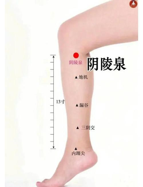腿上的穴位图阴陵泉