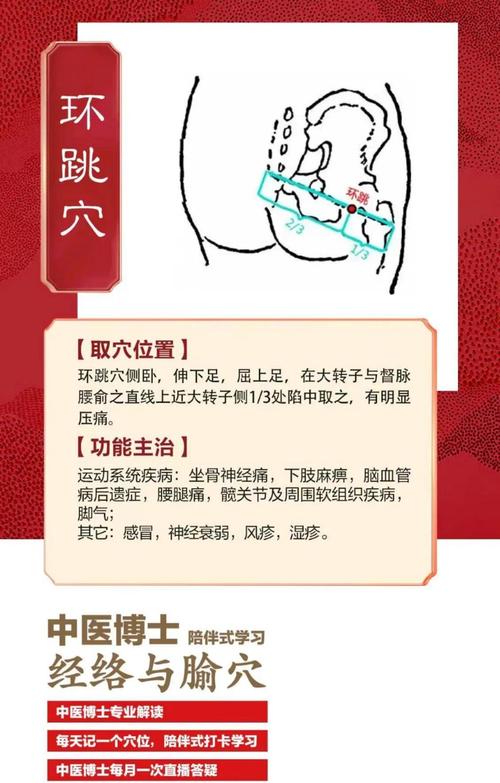 环跳穴位的准确位置