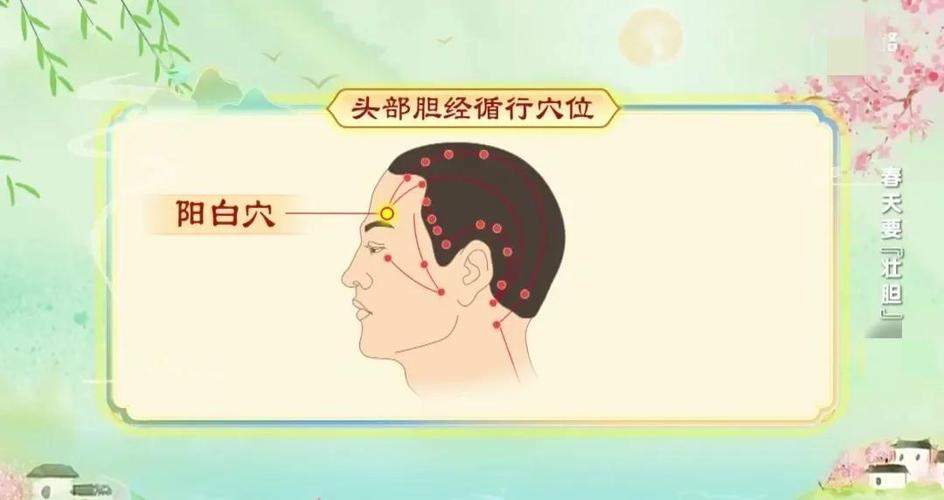 阳白阳白穴位位置图