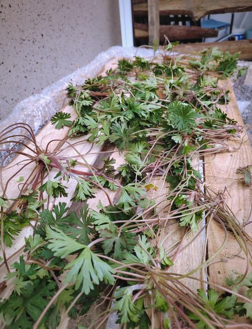 类风湿关节炎草药图片