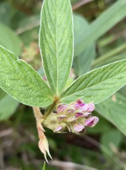 类风湿关节炎草药图片