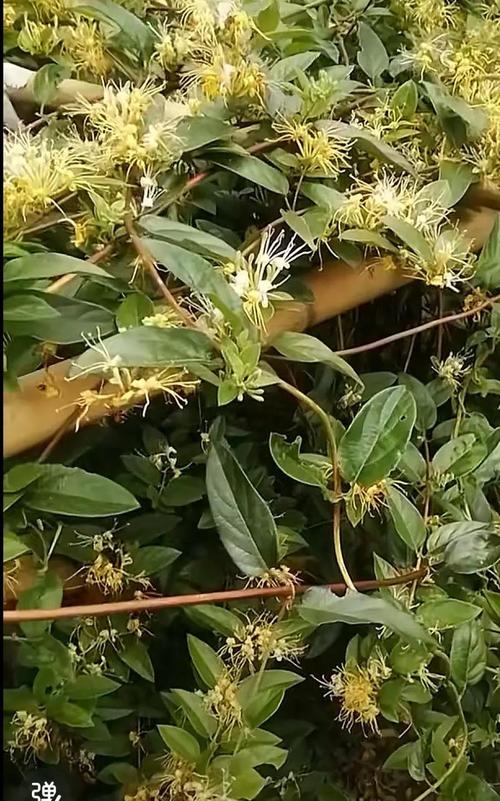 类风湿关节炎草药图片