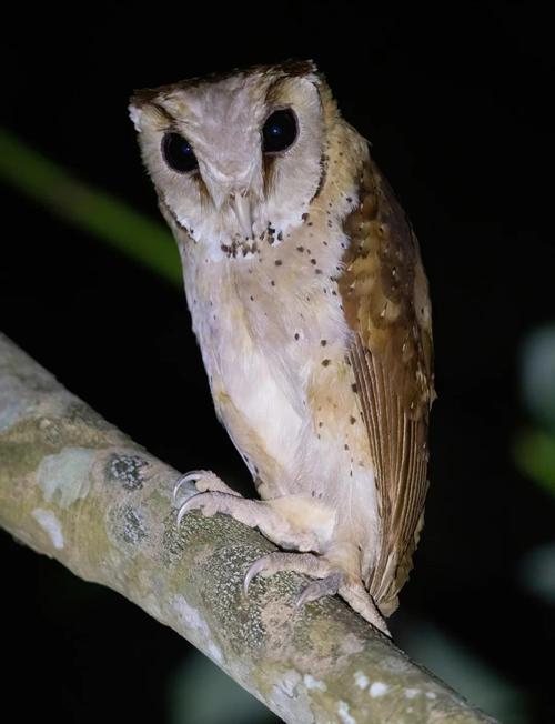 猫头鹰能治疗类风湿吗