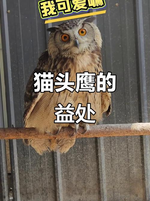 猫头鹰能治疗类风湿吗