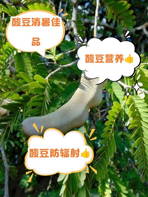 风湿病可以吃豆制品吗