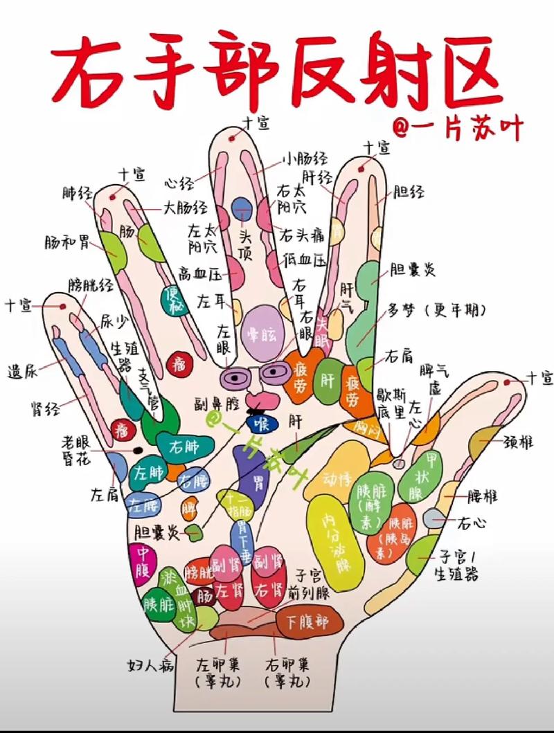 手上乳房穴位反射区