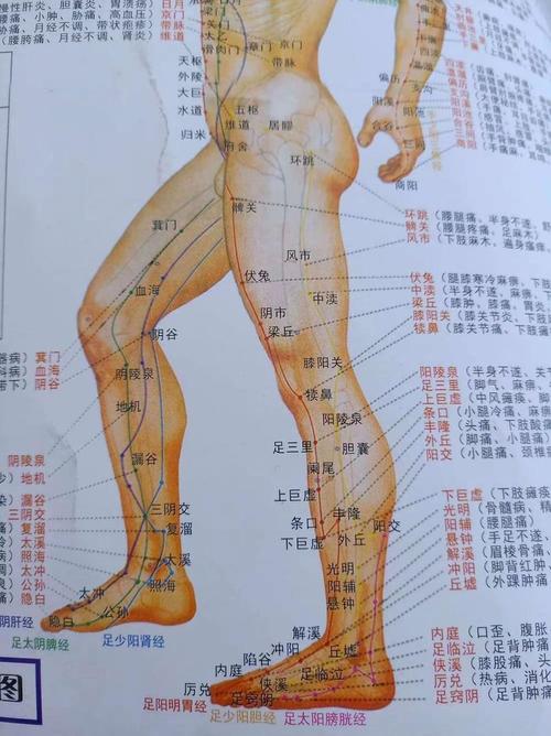 人体下肢穴位高清图