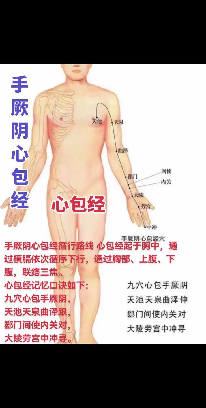 心包经都有哪些穴位