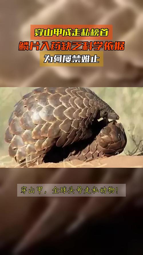 穿山甲鳞片如何治风湿