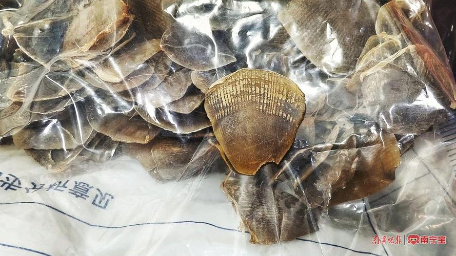 穿山甲鳞片如何治风湿