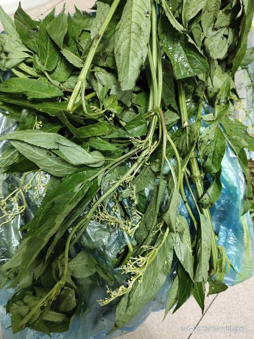 什么样的芥末粉治风湿