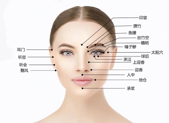 能使脸部丰满的穴位