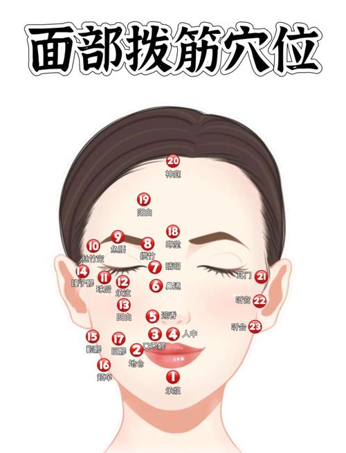 能使脸部丰满的穴位