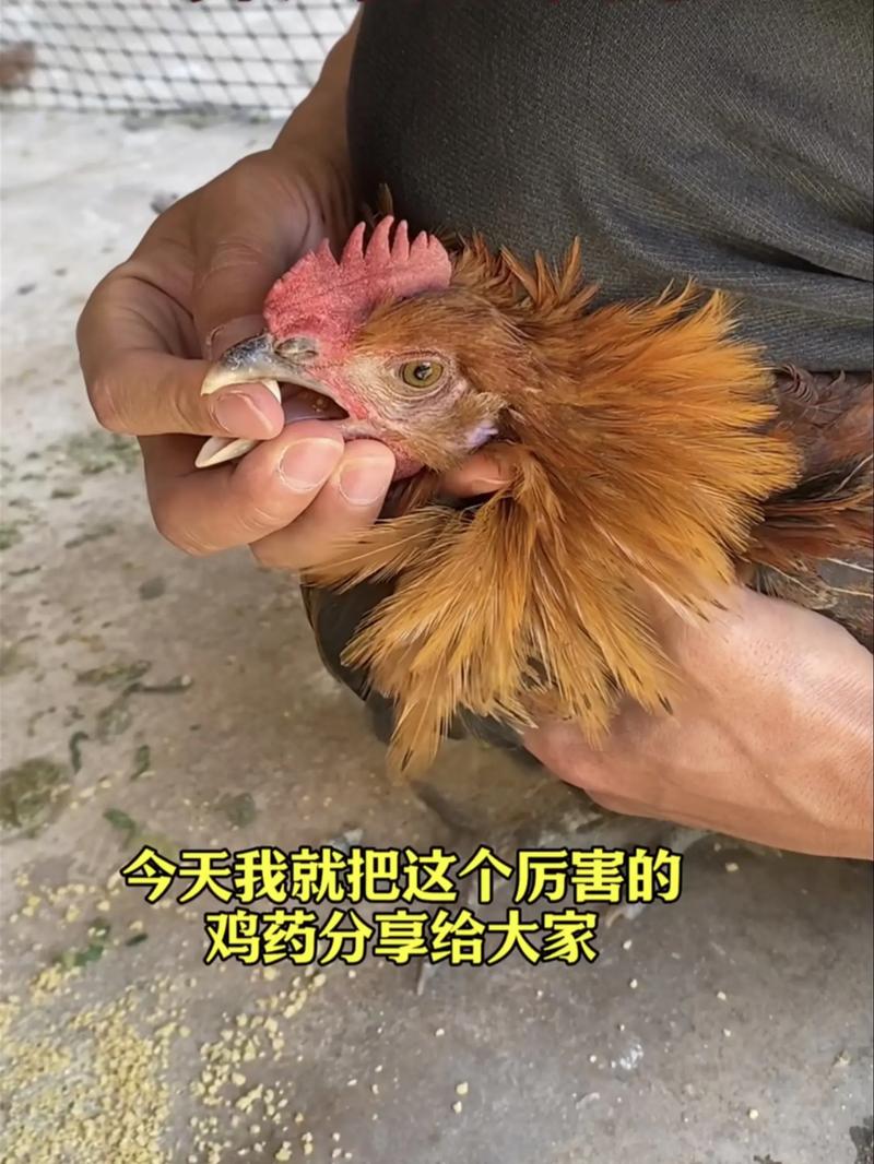 内风湿关节炎能吃鸡吗