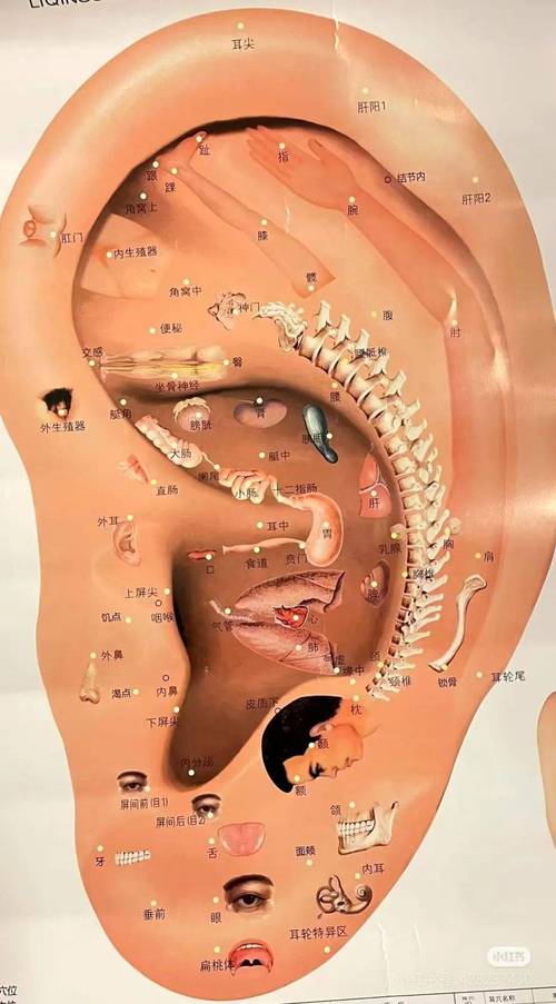 耳垂穴位对应器官图