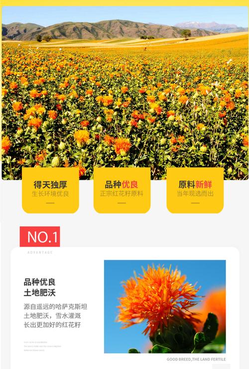 红花籽油外擦风湿止痛