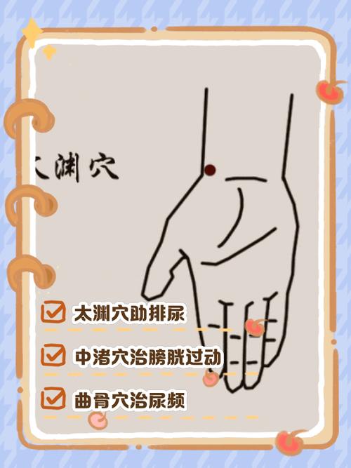 促进快速排尿的穴位