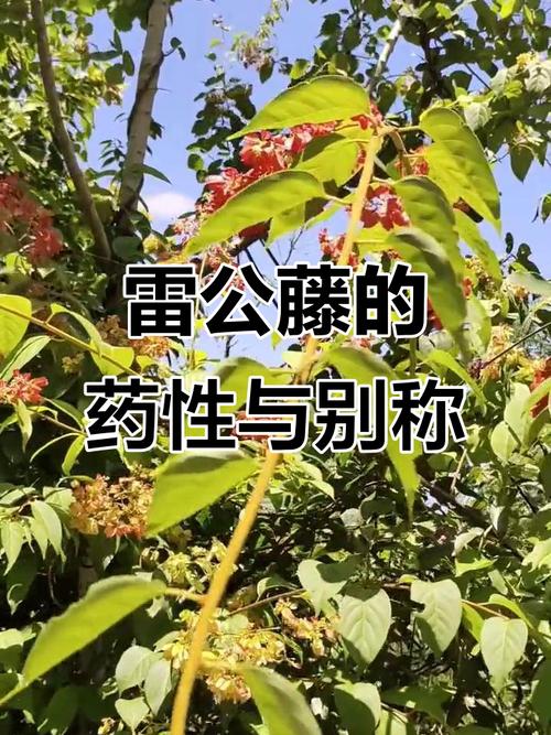 怎么用雷公藤治类风湿