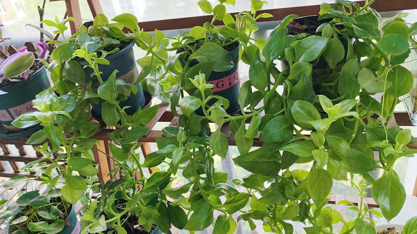 脑梗的病人能吃田七吗