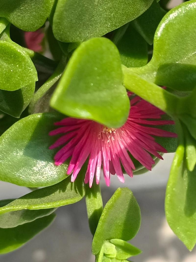 脑梗的病人能吃田七吗