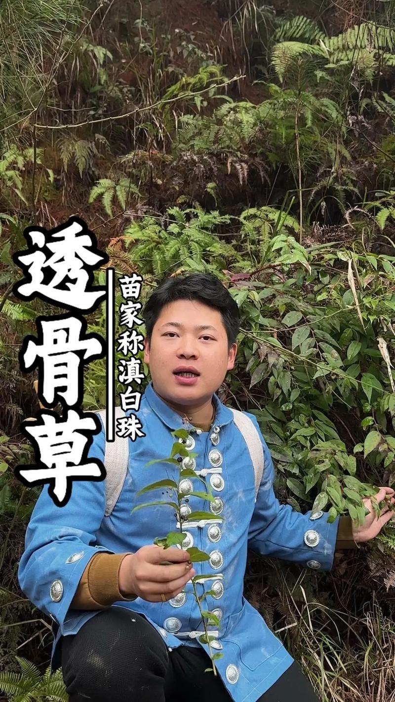 透骨草泡澡能治风湿吗