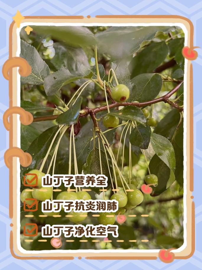 山丁子泡酒治风湿病吗