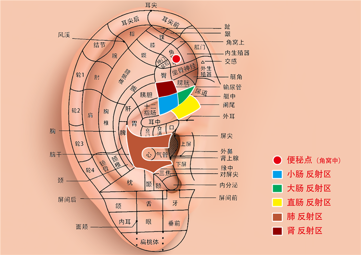 直肠下端在耳部穴位