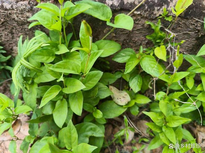 鹅蛋风腾草能治风湿吗