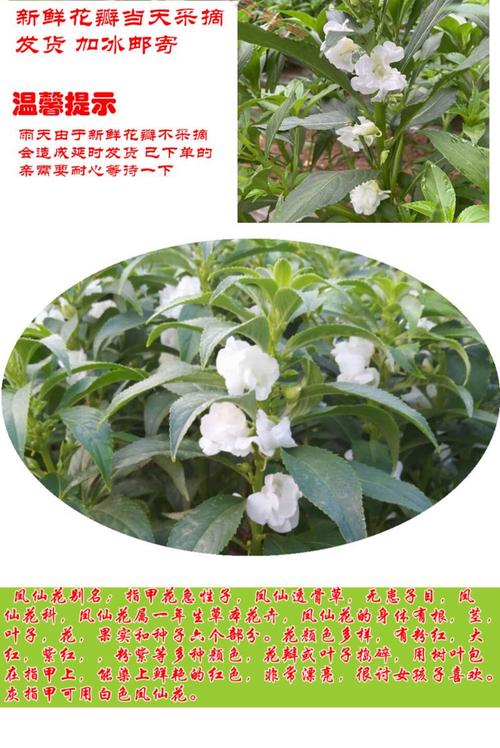 指甲花怎么治风湿最好