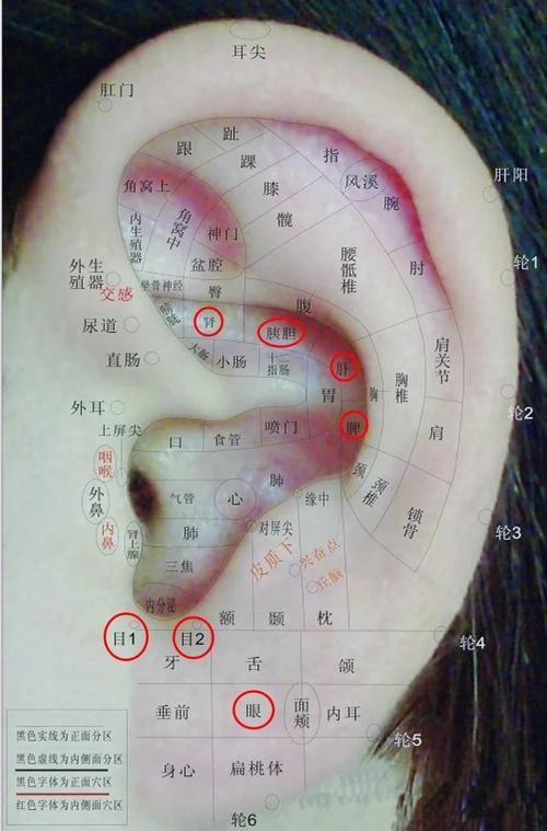耳朵上怎样找准穴位