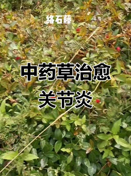 治风湿的中药材有哪些