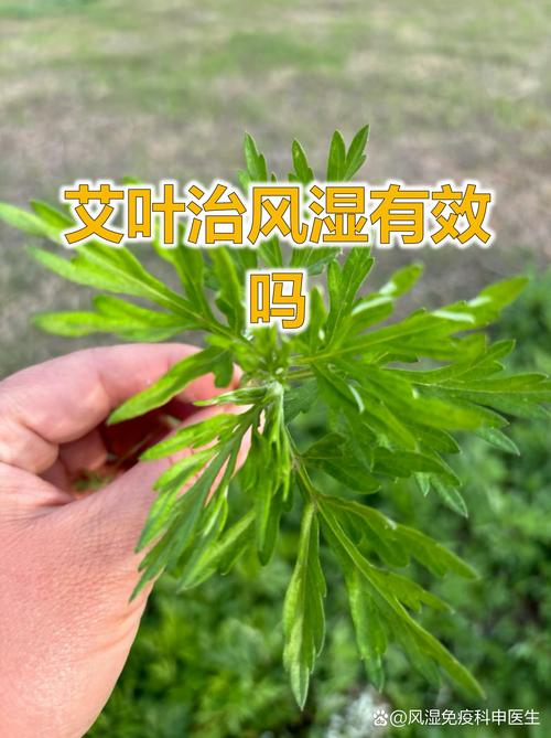 治风湿的中药材有哪些