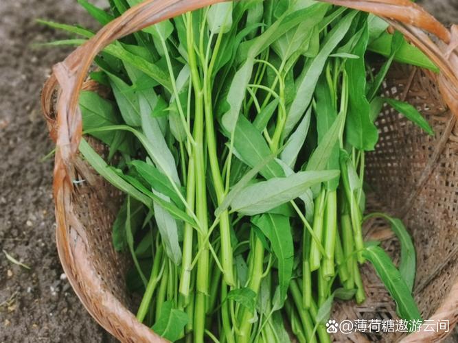 类风湿可以吃空心菜吗