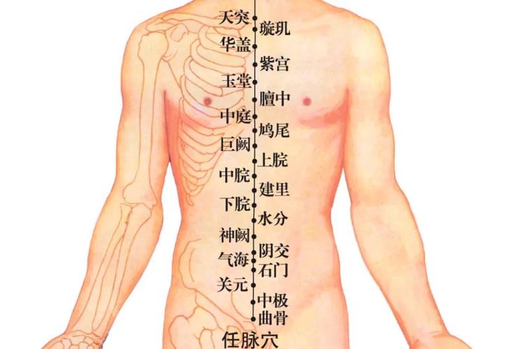 任脉穴位准确位置图
