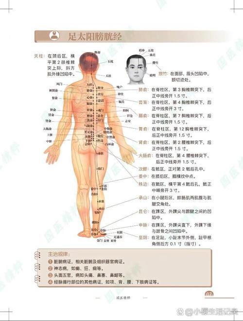 身体穴位分布与功能