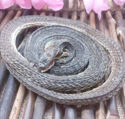 去风湿的蛇叫什么名字