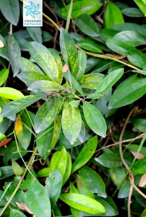 治能风湿关节炎的草药