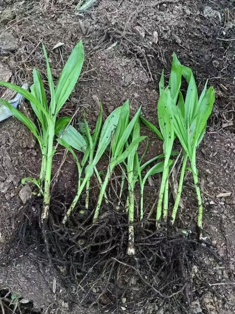 治能风湿关节炎的草药