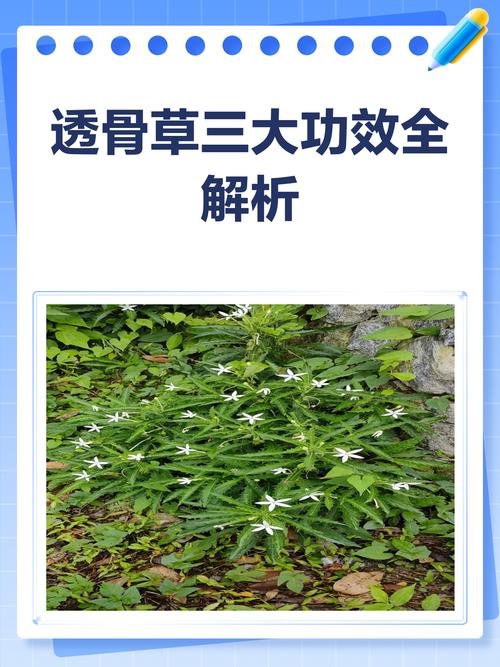 治能风湿关节炎的草药