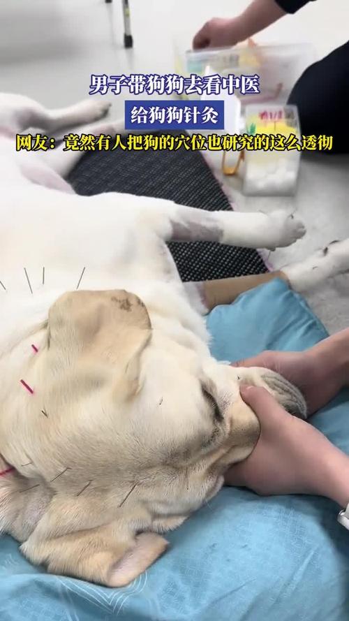 狗瘫痪艾灸什么穴位