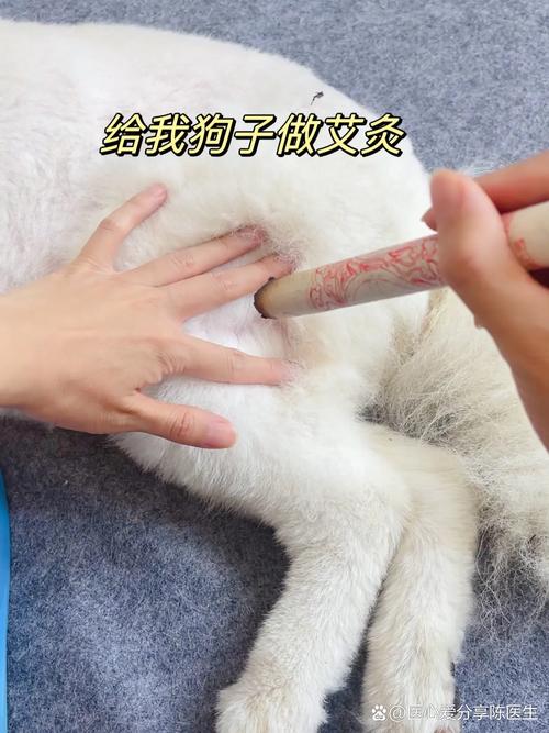 狗瘫痪艾灸什么穴位