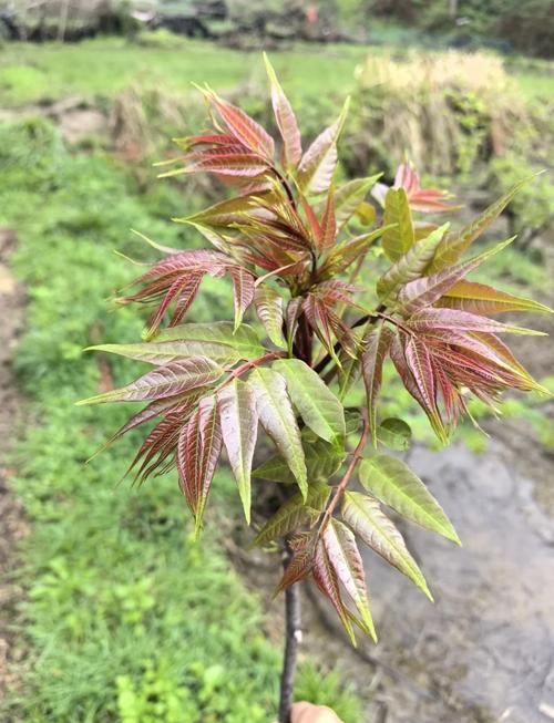 风湿病人可以吃香椿吗