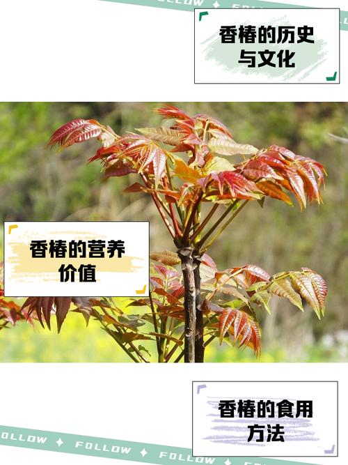 风湿病人可以吃香椿吗