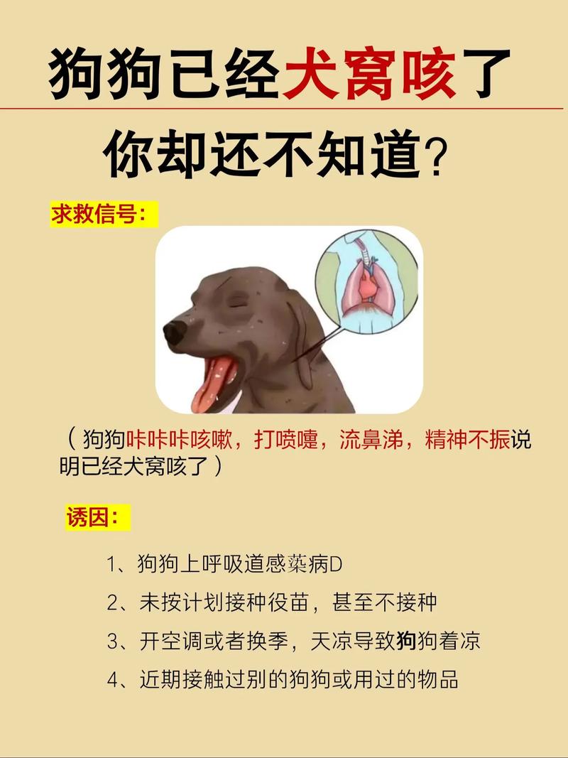 牧羊犬得了风湿怎么办