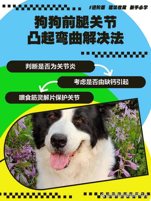 牧羊犬得了风湿怎么办