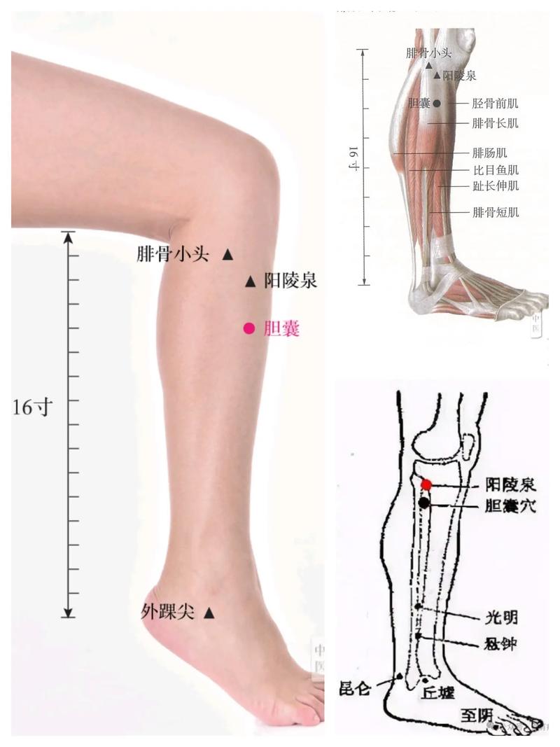 胆红素高按哪个穴位