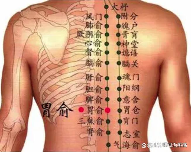 身体全身背部穴位图