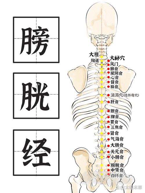 身体全身背部穴位图